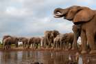 A herd of African elephants drinking Mashatu Game Reserve-Botswana Art Print